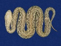 菊池氏龜殼花藏品圖，第5張